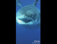 Girl pets touches great white shark underwater 