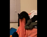 Black cat lays on chair arm clothes  
