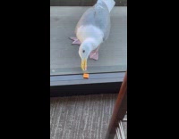 Seagull try to reach snack beside window