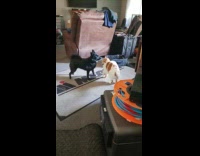 Dog and cat fight and play with each other inside the house