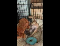 Pug puppy brown dog toy black crate