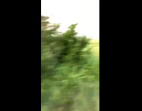 White deer runs across road into field 