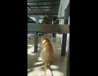 Brown cat pats head of orange cat from above 
