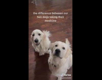 Woman shows the difference between her two dogs 