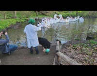 Bunch of people in white on inflatable swans in pond