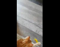 Orange cat fetch yellow feather toy guy