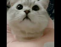 Grey cat with pink neck pillow meows 