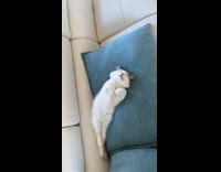 White kitten sleeps on couch 