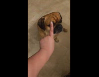 Dog trains to do tricks got bored