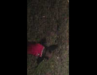 Dog plays with black fan blades grass