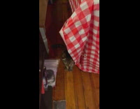 Cat beside red checkered table hit camera