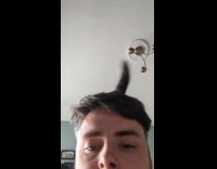 Collab DailyDoseOfInternet - Cat wags tail behind head of owner