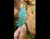 Guy hold leaves that shine teal color