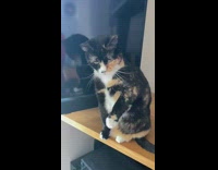 Cat refuse pet blocks hand with paw