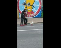 Walking and crossing the street with a duck