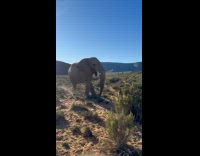Wild Elephants close encounter at safari tour
