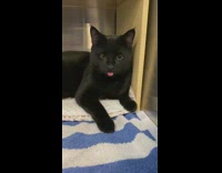 Black cat tongue out blue white towel 