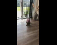 Small brown dog purple shirt stands frozen 