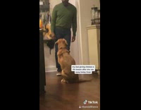 (DUPLICATE) Collab BitchMP - Man dad green shirt scolding dog