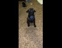 Pug puppy plays with fried egg toy 