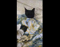 Black cat lays in bed tucked in