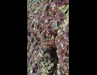Crabs climbing red and green rocks on beach 