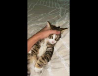 Guy rubs forehead of cat laying on bed