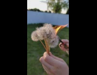 White dandelion flowers lighted up and burn