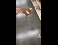 Collab ClipsIG - Man reacts throws brown spiral design heels