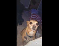 Dog check on friend room door