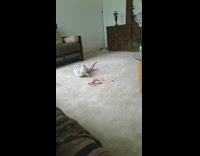 Chihuahua dog blue shirt rubs body floor 