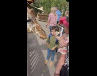 Baby feeds giraffe lettuce and hates it