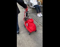 Person Pulls Cart with Pug in Jacket