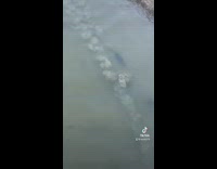 Rats swimming underwater through sewers