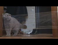 Grey cat meows saran wrap blocks doorway 