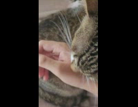 Pet cat licks owners and filmers hand