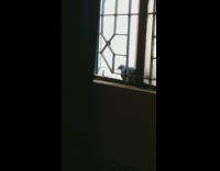 Pigeon take twigs at window for nest