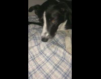 Dog in bed eats baby carrot guy