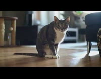 Grey white cat plays red firecracker toy