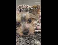 Brown grey dog leopard blanket tube vet 