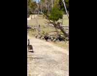 Black swan with cygnets walks in line