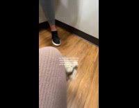 Pug puppy running around woman