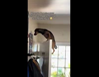 Dog balancing on top of door as punishment 