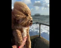 Small brown dog watches the ocean water