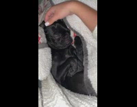 Black puppy head scratches in blanket 