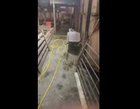 Jacob Sheep under the barn and stares the filmer