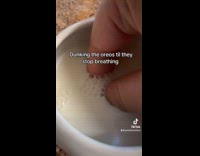 Woman dunking oreos on milk 