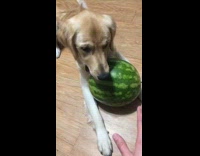 Golden retriever dog guards watermelon growls barks 