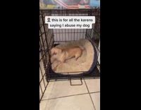 Collab BitchMP - Different angle of guy closing cage on dog bark