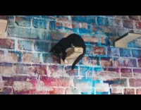 Cat almost fall try to catch tail